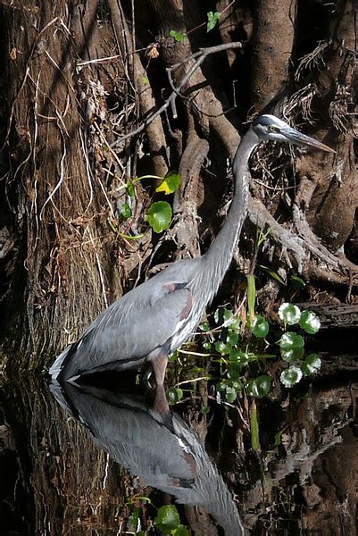 Wildlife on the St. Johns River in Florida: Panasonic Compact Camera Talk Forum: Digital ...