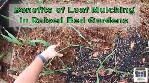 Benefits of Mulching Leaves in Raised Bed Gardens | Raised garden beds, Garden beds, Raised beds