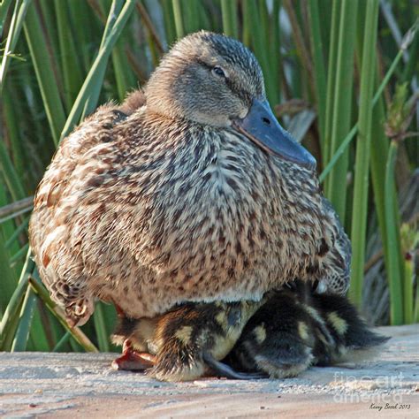 Female Mallard Duck with Ducklings A Mother's Love Photograph by Kenny ...