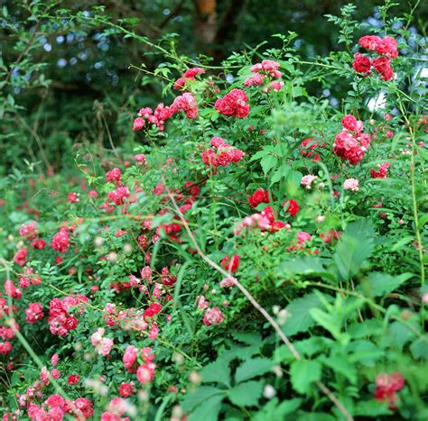 the wild rose bush – I dream of sumac and milkweed (and other wild things)