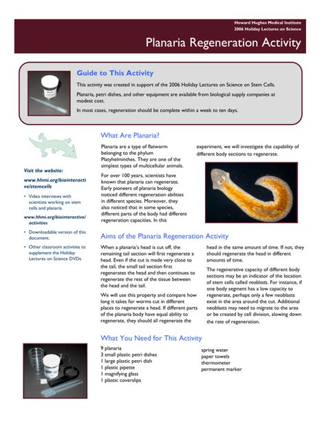 Planaria regeneration activity