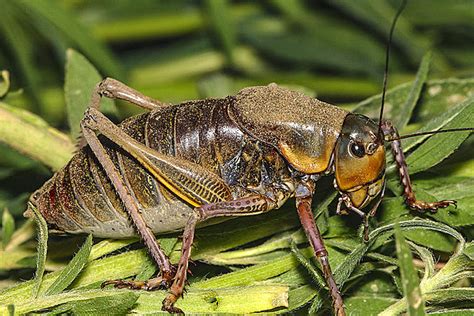 Mormon Crickets Take Over Idaho Town