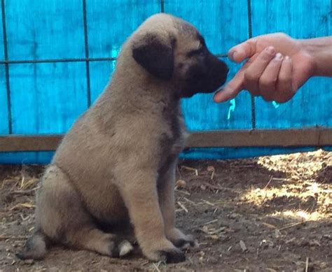 The Turkish Boz Shepherd is very intelligent and house-trains quickly ...