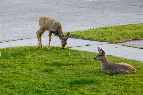 Wildlife in Canada