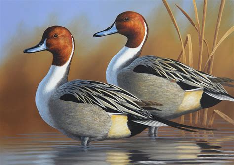 Pintail Duck Paintings