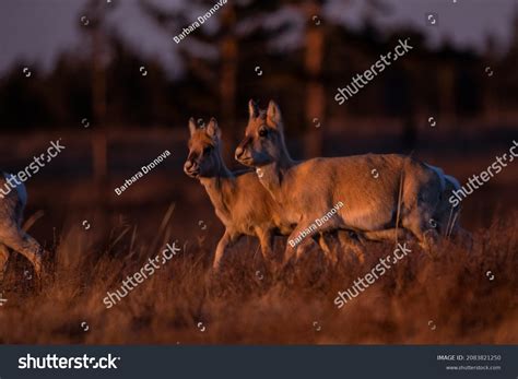 Mongolian Gazelle Rare Animal Past Few Stock Photo 2083821250 ...