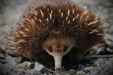 Echidna mating season means more opportunity to spot one, but it also means more animals ...