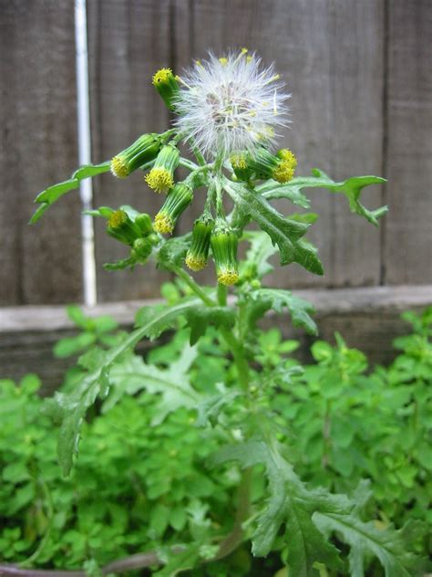 Common_Groundsel-first_fruits | Arbor Lawn Blogs | Poisonous plants, Edible plants, Plants