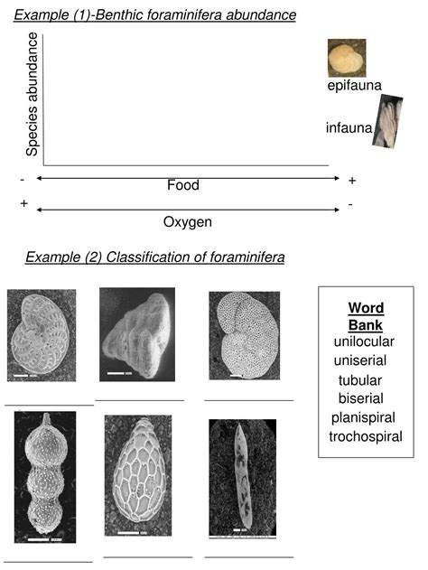 PPT - Example (2) Classification of foraminifera PowerPoint Presentation - ID:588475