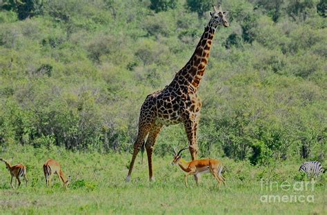 The Tallest Animal In The World Photograph by Marge Marino