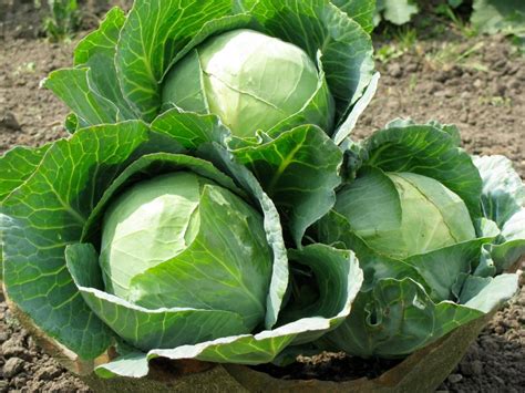 Growing cabbages in Kenya for wealth and employment creation (Brassica oleraceae) ~ Agro ...