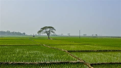 Birishiri - A Pretty Remote village in Bangladesh - A Walk in the World