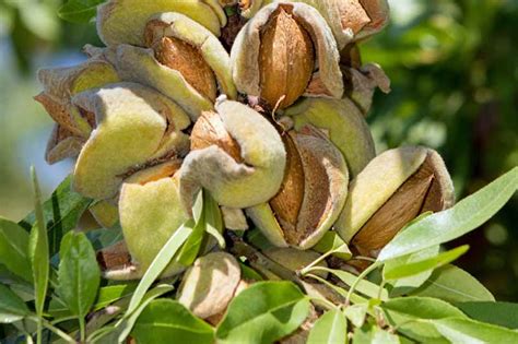 How to Plant, Grow, and Care for Almond Trees | Gardener's Path