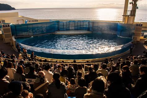 Enoshima Aquarium: Discover the Underwater World at Enoshima Aquarium - junketjapan