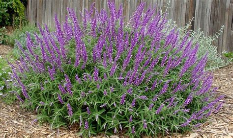 Mexican Bush Sage Live 1 Gallon Plant - Etsy