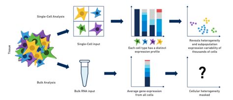 Single-Cell RNA-Seq: An Introductory Overview and Tools for Getting Started - 10x Genomics