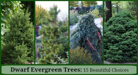 Dwarf Evergreen Trees: 15 Exceptional Choices for the Yard and Garden