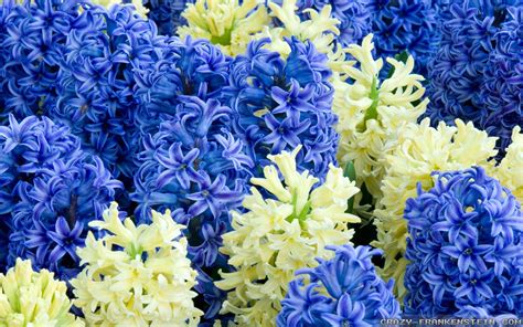 Hyacinth Flower Wallpapers - Wallpaper Cave