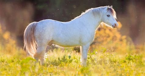 Welsh pony – the world’s most popular pony breed