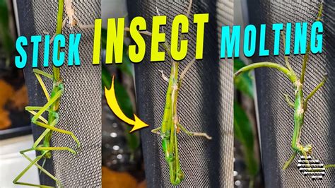 The Molting Process of a Stick Insect - YouTube