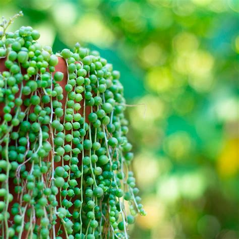 10 Seriously Cool Succulents That Make Great Houseplants