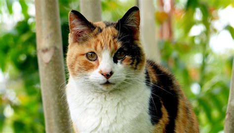 Chat isabelle : tout savoir sur le chat calico ou tricolore