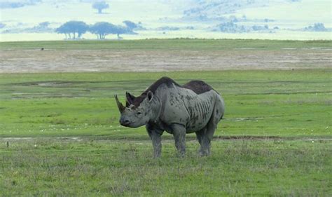Black rhino in Ngorongoro Crater, Tanzania | R Boed | Flickr