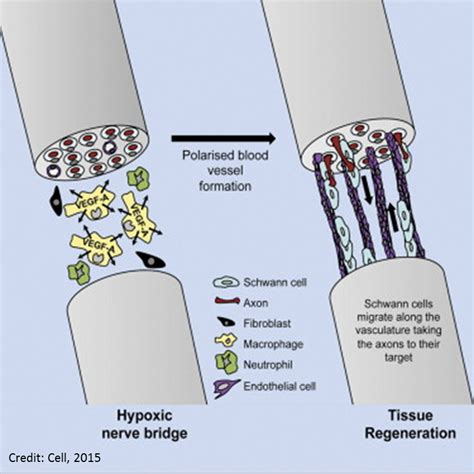 amudu: How blood vessels help in the peripheral nerve regeneration