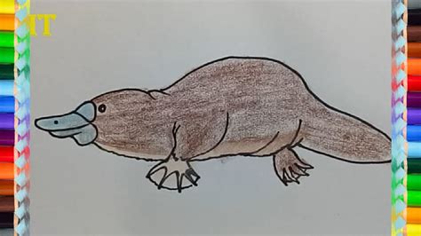 How To Draw An Australian Platypus