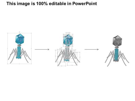 0714 Bacteriophages Structure Medical Images For Powerpoint | PowerPoint Presentation Pictures ...