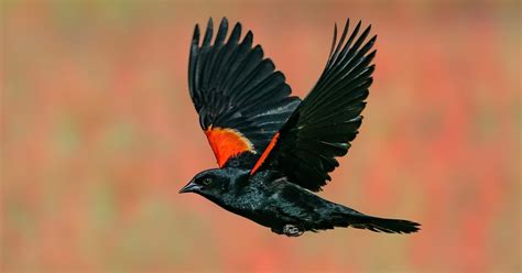 Red-winged Blackbird Migration: A Complete Guide | Bird Fact