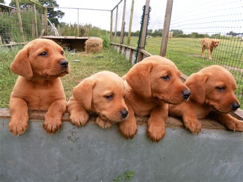 Fox Red Lab Puppies. Awww! I have never seen this color of Lab before. They're pretty. #puppied ...