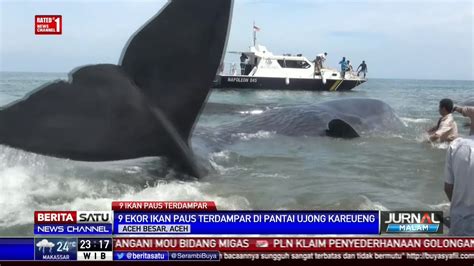 Ikan Paus Terbesar Di Dunia Makan Orang