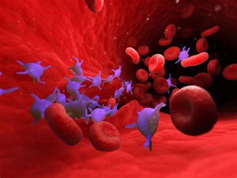 What Is a Platelet Count (PLT)? | Hiswai