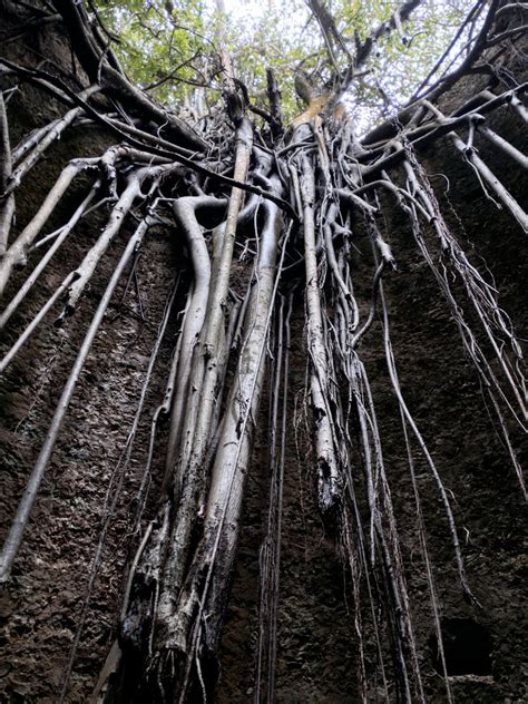 The Living Root Bridges of Meghalaya: Nature's Marvel