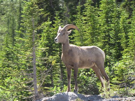 Adam Monaghan: Wildlife Seen in Northern Montana/Southern Canada