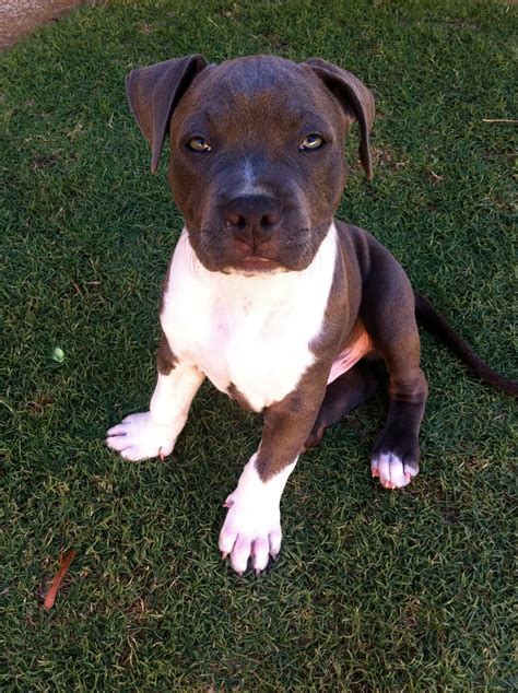 Amstaff Puppy | Puppies, Dont bully my breed, Animals