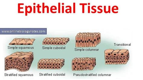 Describe the General Characteristics of Epithelial Tissue - LilliekruwHill