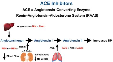 ACE Inhibitors: Drug List, Side Effects, Mechanism of Action, Example ...