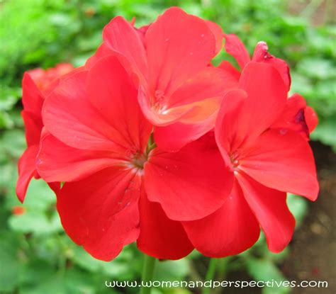 Stardom Red Geranium Flowers