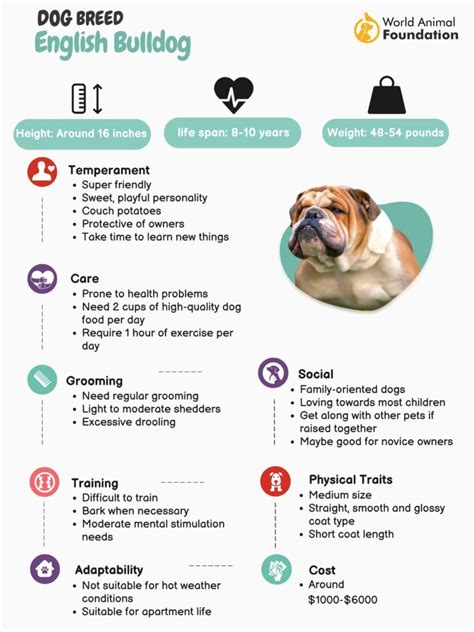 English Bulldog- History, Facts, And Personality Traits