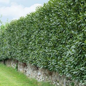 Skip or Schip Cherry Laurel (Prunus laurocersasus 'Schipkaensis') Hedges