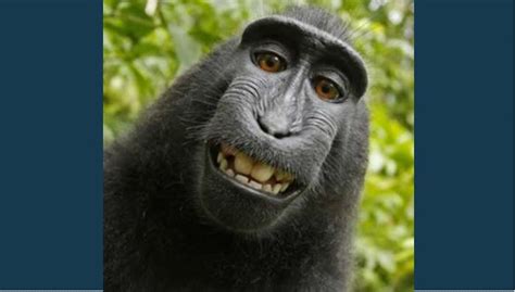 Despite settlement, high court to rule in monkey selfie case | Gephardt ...