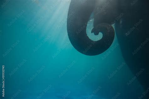 Swimming Elephant Underwater. Asian elephant in swimming pool with ...