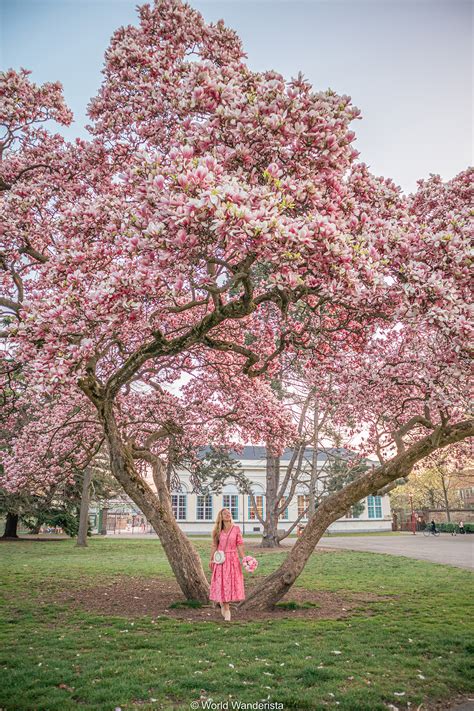 Spring in Belgium; 23 most beautiful places to find blossoms and flowers