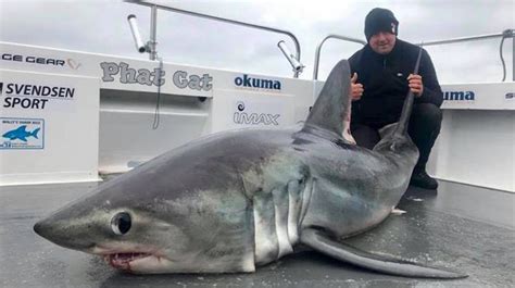 'Biggest shark ever' caught by angler off the coast of Pembrokeshire ...