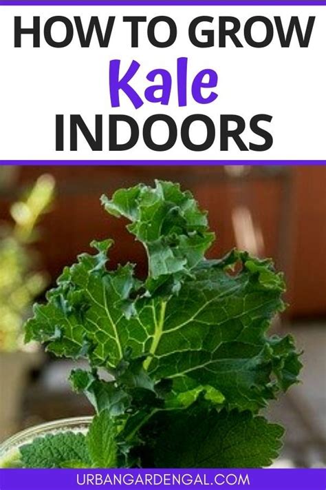 Growing kale plants indoors is a great way to grow salad greens when you have limited garden ...