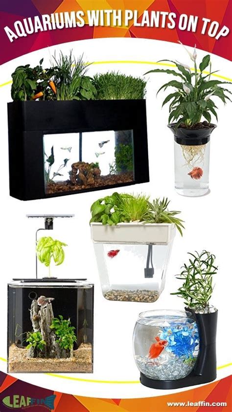 Aquaponic Betta Fish Tank Promotes Healthy Environment for Plants and Fish. Grow plants while ...