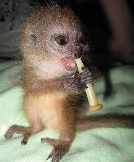 Meet Hamish the Baby Bamboo Lemur! - ZooBorns