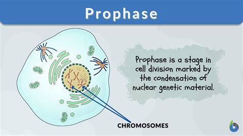 Prophase - Definition and Examples - Biology Online Dictionary